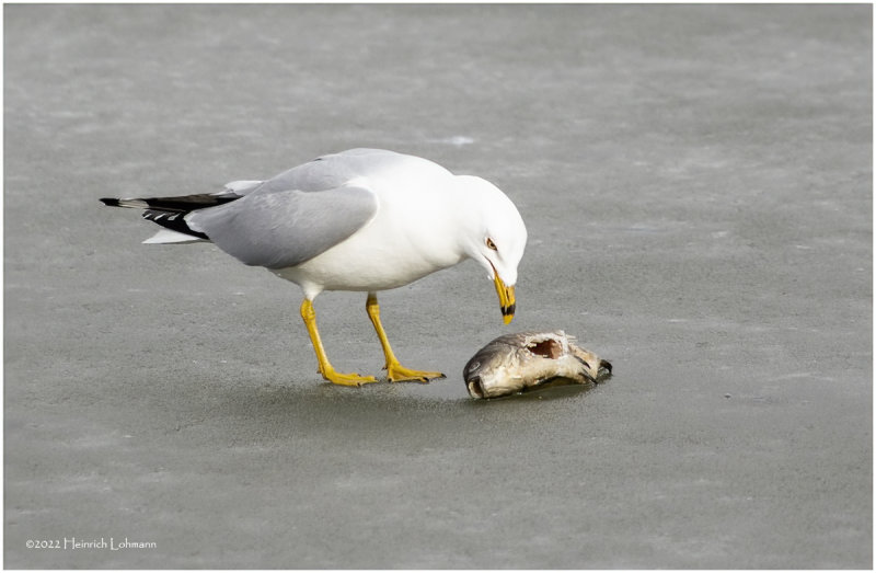K3311011-Ring-billed Gull.jpg