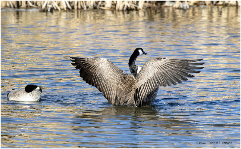 K3311074-Canada Goose.jpg