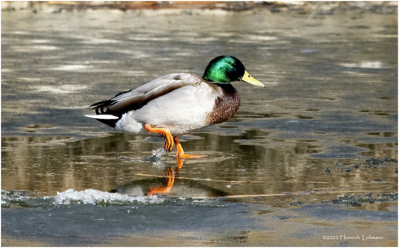 K3311130-Mallard-male.jpg