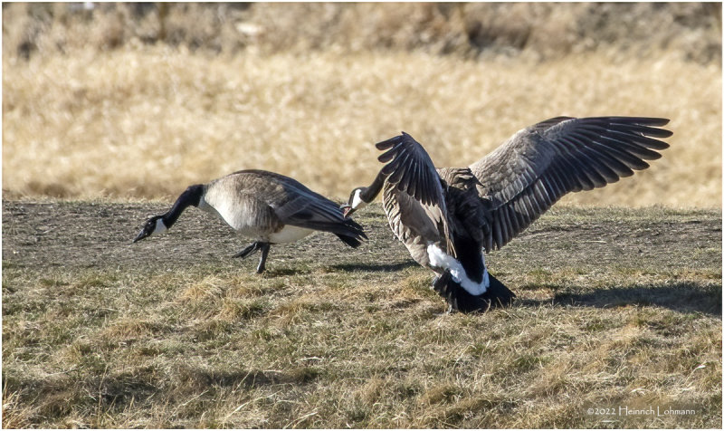 K3311361-Canada Geese.jpg