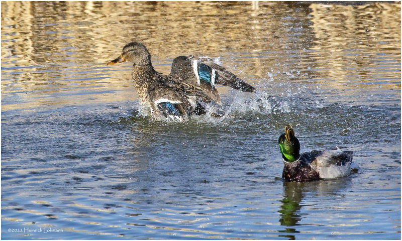 K3311589-Pair if Mallards.jpg
