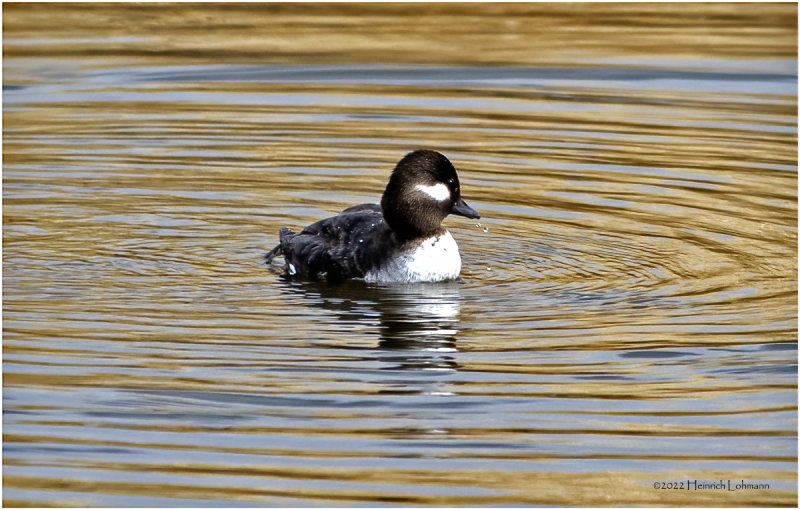 K3311989-Bufflehead-female.jpg