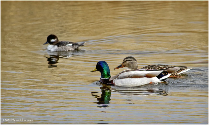 K3312007-Mallard Pair.jpg