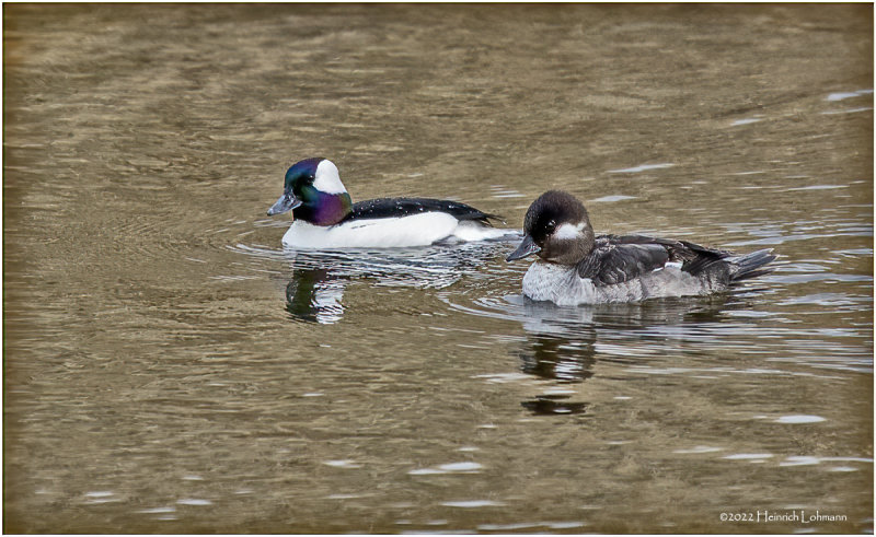 K3312034-Bufflehead Pair.jpg