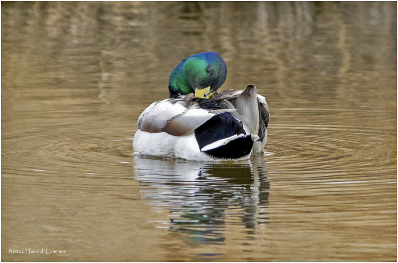 K3312036-Mallard-male.jpg