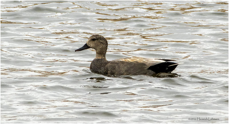 K3312422-Gadwall-male.jpg