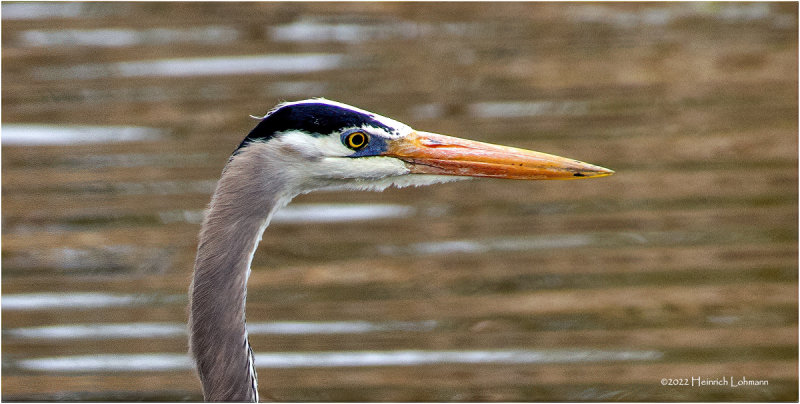 K3312448-Great Blue Heron.jpg