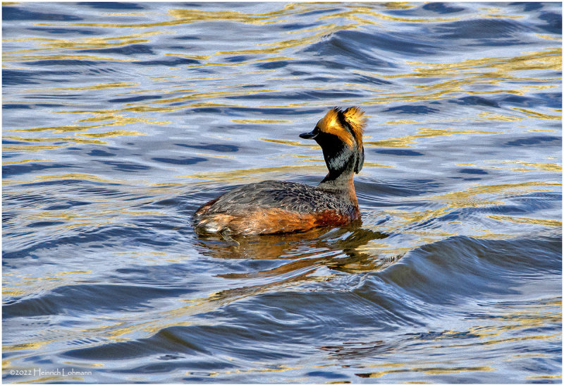 K3312525-Horned Grebe.jpg