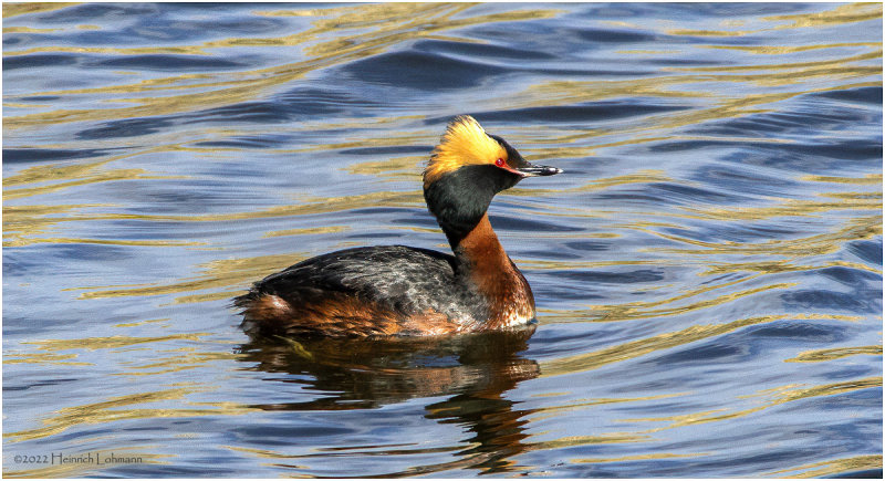 K3312536-Horned Grebe.jpg