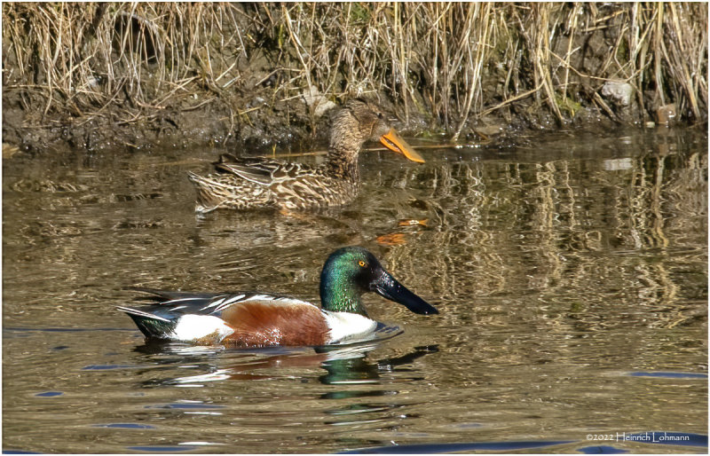 K3312568-Northern Shoveler-Pair.jpg