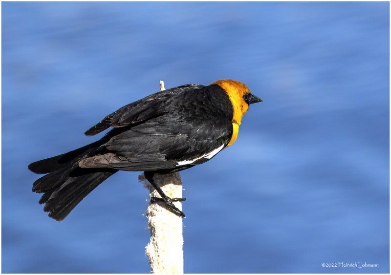 K3313453-Yellow-Headed Blackbird.jpg