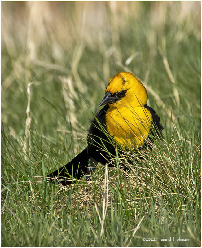 K3313540-Yellow0Headed Blackbird.jpg