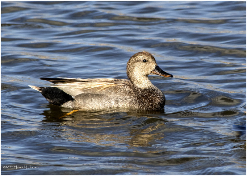 K3313560-Gadwall-male.jpg