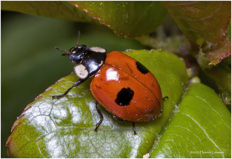 K7002835-Lady Bug.jpg