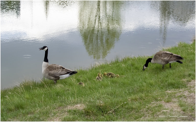 K4228267-Canada Geese.jpg