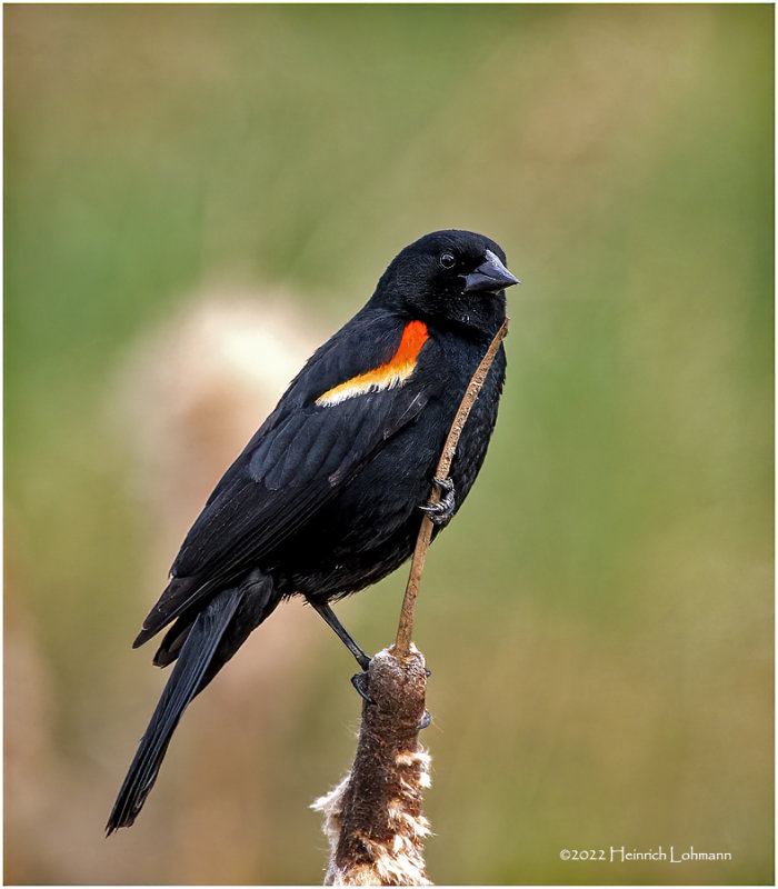 K3313673-Red-Winged Blackbird-male.jpg