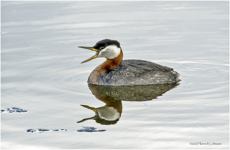 K3313800-Red-Necked Grebe.jpg