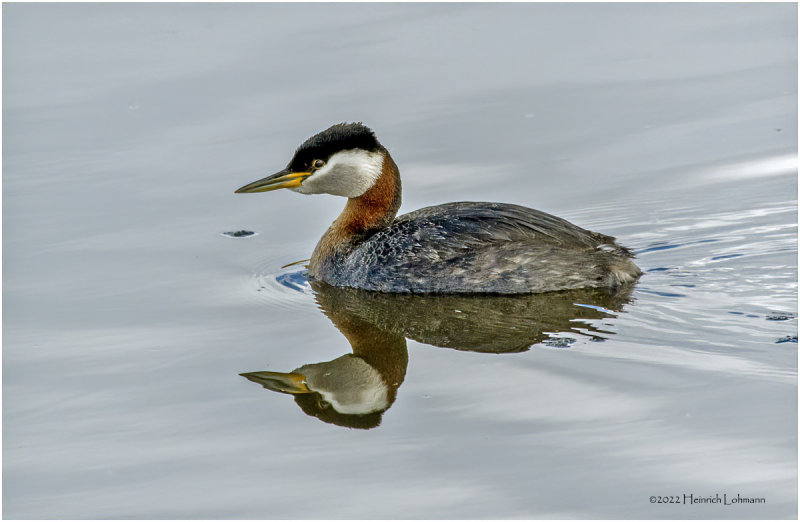 K3313805-Red-necked Grebe.jpg