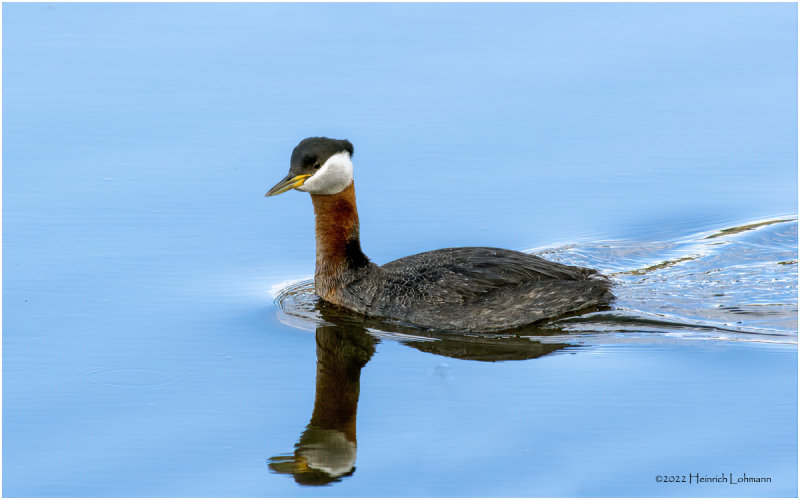 K3313810-Red-Necked Grebe.jpg