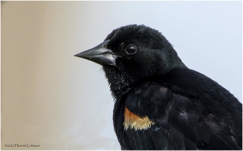 K3313830-Red-Winged Blackbird-male.jpg