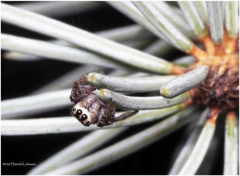 K7002871a-small jumpimg spider.jpg