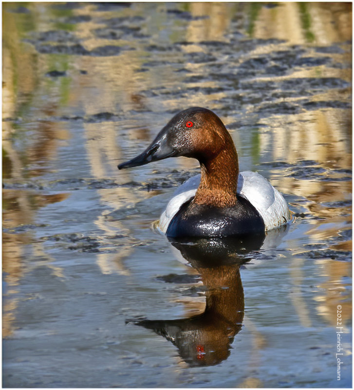 K3313946-Canvascack-male.jpg