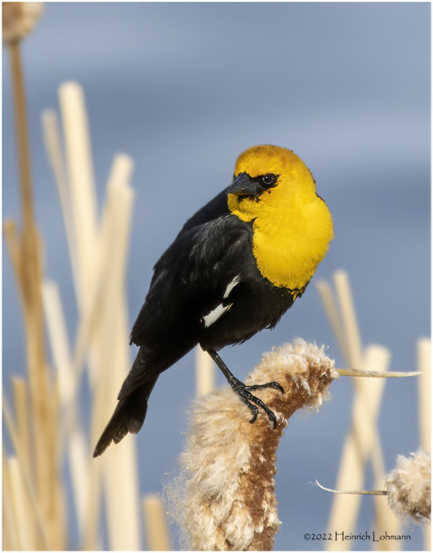 K3313995-Yellow-Headed Blackbird-male.jpg