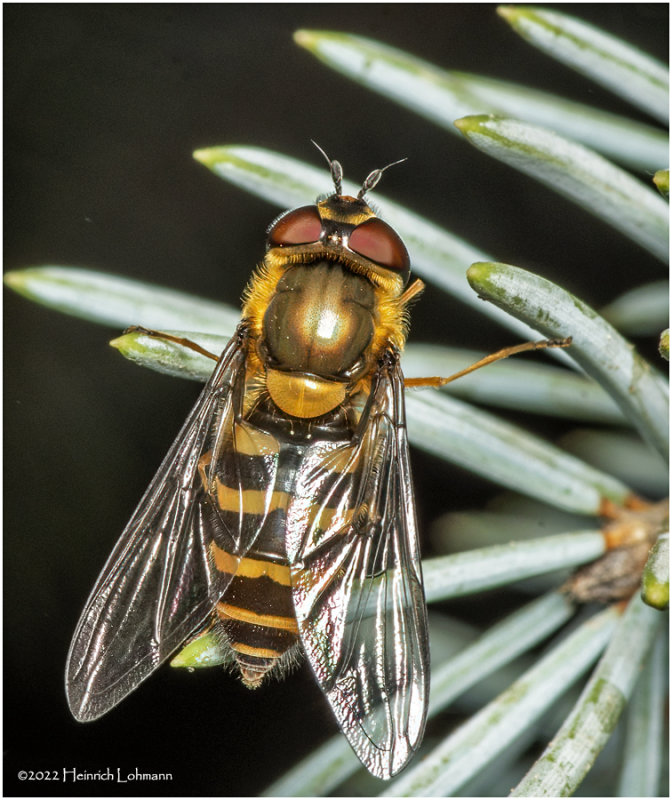K7003055-American Hover Fly.jpg