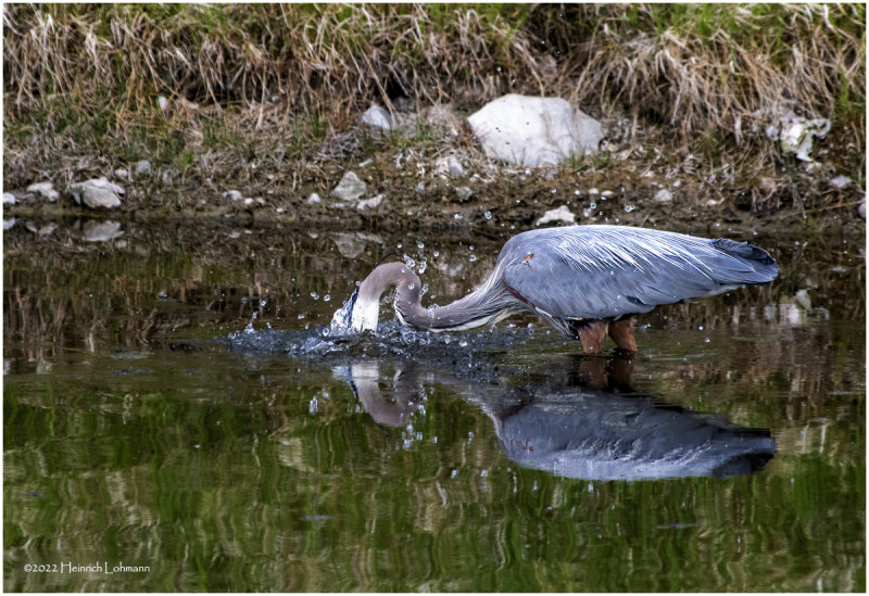 K3314136-Great Blue Heron.jpg