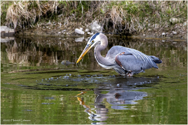 K3314163-Great Blue Heron.jpg