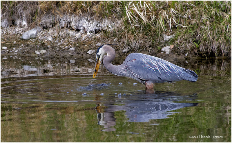 K3314202-Great Blue Heron.jpg