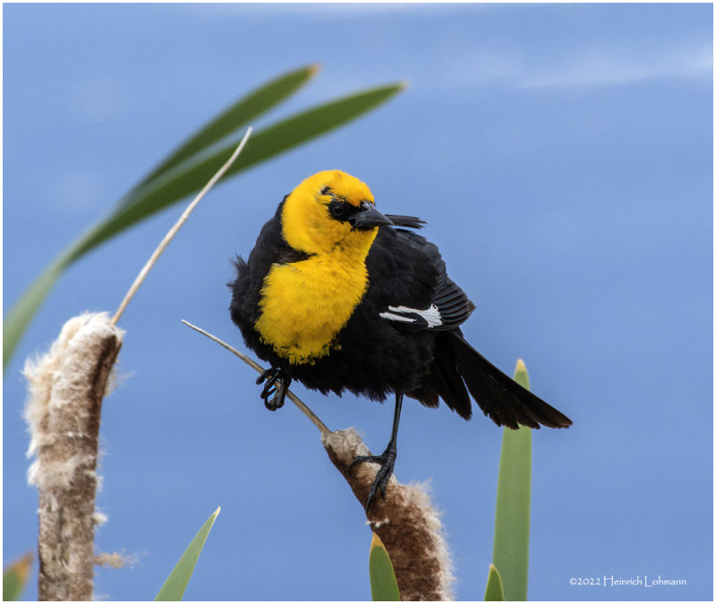 K3314240-Yellow-Headed Blackbird-male.jpg