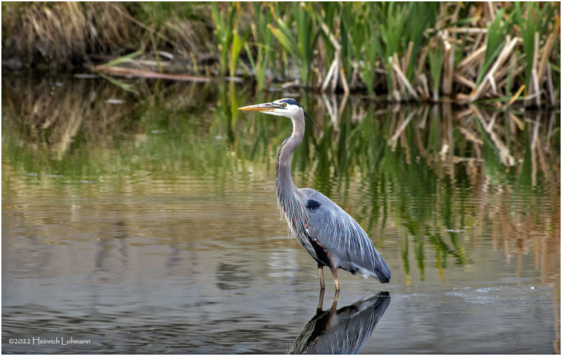 K3314254-Great Blue Heron.jpg