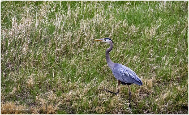K4228419-Great Blue Heron.jpg