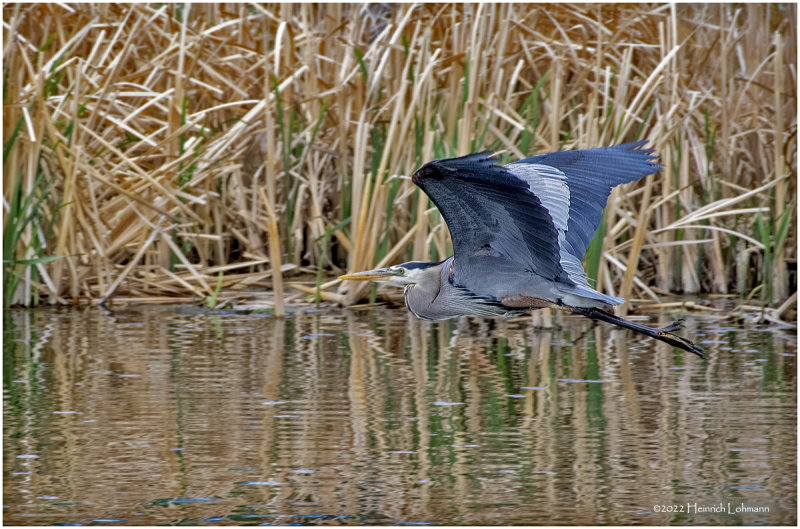 K4228429-Great Blue Heron.jpg