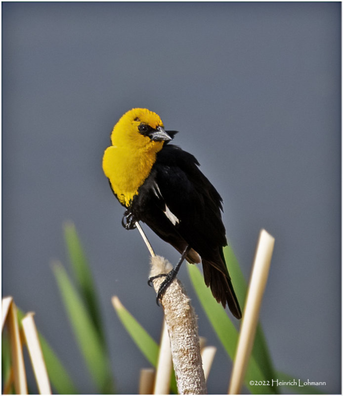 K4228514-Yellow-Headed Blackbird-male.jpg