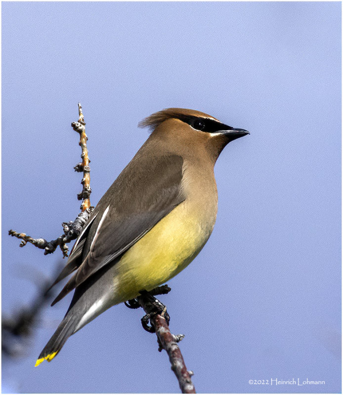 K4228496-Bohemian Waxwing.jpg
