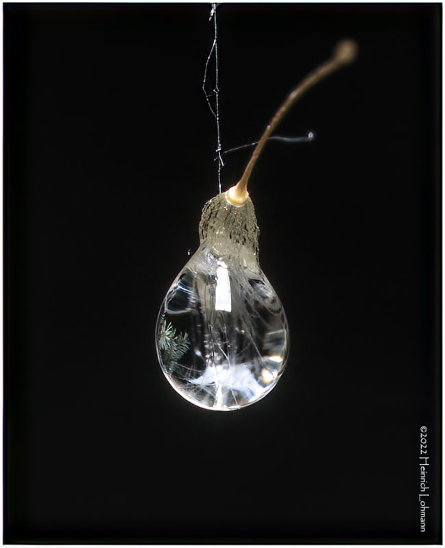K7003176-Water Drop in Spiders Web.jpg