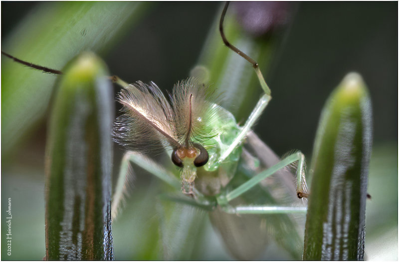 K7003370-Midget-male.jpg