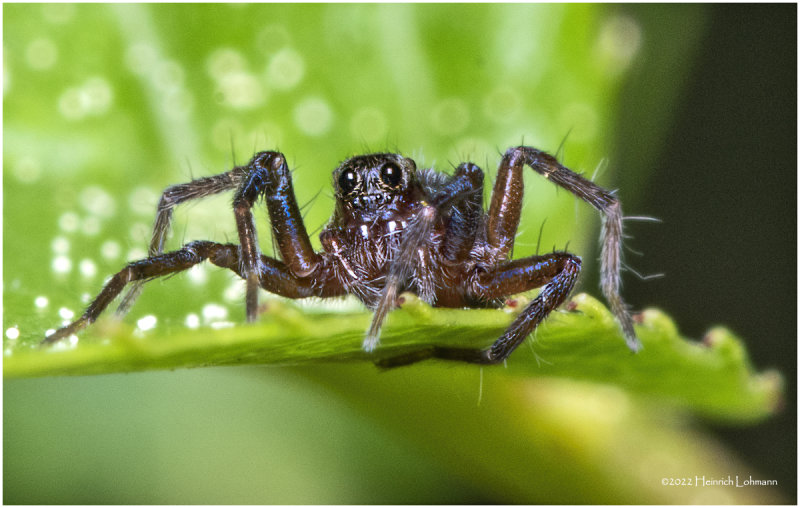 K7003406-unidentified tiny spider.jpg