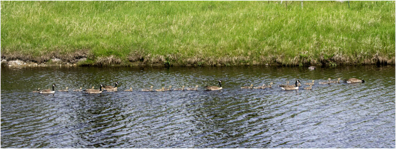 K4228575-Canada Geese.jpg