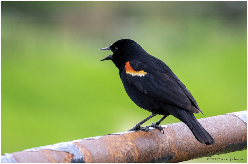 K4228602-Red-Winged Blackbird-male.jpg