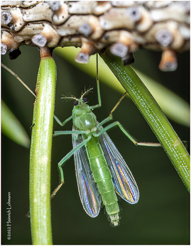 K7003641-Midget-female.jpg
