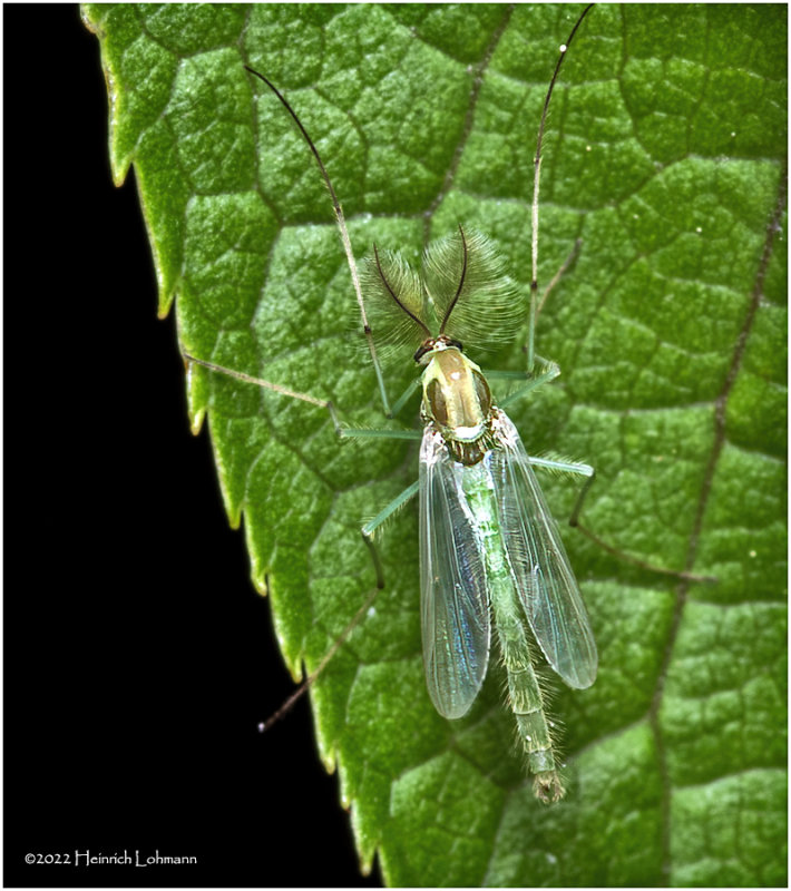 K7003648a-Midget-male.jpg