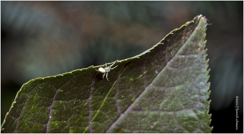 K7003991-Tiny spider.jpg