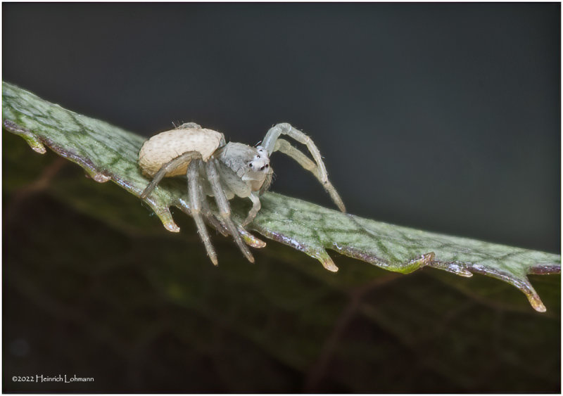 K7004001-Tiny unidentified spieder.jpg