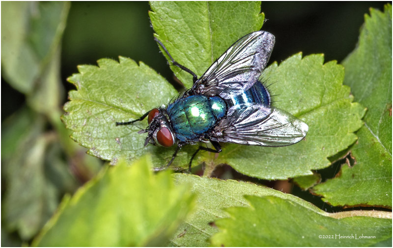 K7004043-Unidentified Fly.jpg
