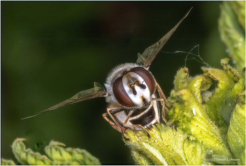 K7004147a-Hover Fly.jpg