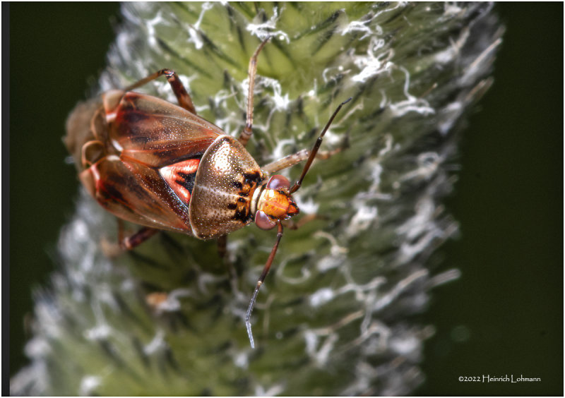 K7004183-Plant Bug.jpg