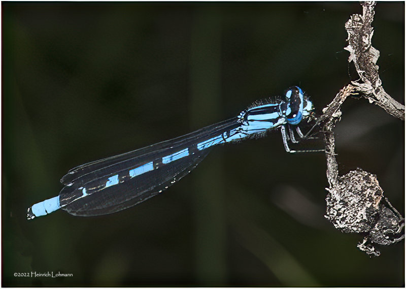 K7004526-Damsel Fly.jpg